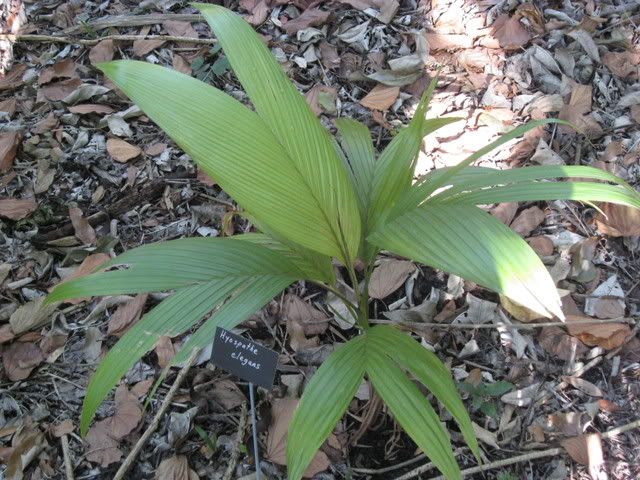 Hyospathe elegans DISCUSSING PALM TREES WORLDWIDE PalmTalk